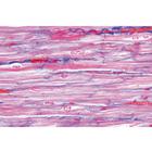 Histologie humaine, grande s&eacute;rie I partie - Fran&ccedil;ais, 1004087 [W13309F], Lames microscopiques Fran&ccedil;ais (Small)