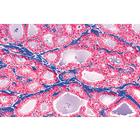 Histologie humaine, grande s&eacute;rie I partie - Fran&ccedil;ais, 1004087 [W13309F], Lames microscopiques Fran&ccedil;ais (Small)