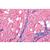Нормальная гистология человека, большой набор, часть II. На французском языке, 1004091 [W13310F], Микроскопы Слайды LIEDER (Small)