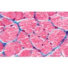Histologie humaine, grande s&eacute;rie II partie - Fran&ccedil;ais, 1004091 [W13310F], Lames microscopiques Fran&ccedil;ais (Small)