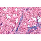 Histologie humaine, grande s&eacute;rie II partie - Portugais, 1004092 [W13310P], Lames microscopiques Portugais (Small)