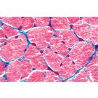 Histologie humaine, grande s&eacute;rie II partie - Portugais, 1004092 [W13310P], Lames microscopiques Portugais (Small)