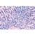 Микропрепараты «Расположение и типы сосудистых пучков» , на партугальском языке, 1004096 [W13311P], Микроскопы Слайды LIEDER (Small)