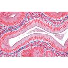 Tissus - Allemand, 1004098 [W13312], Lames microscopiques Allemand (Small)