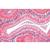 Tissues - German Slides, 1004098 [W13312], 현미경 슬라이드 LIEDER (Small)