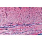 Tissus - Fran&ccedil;ais, 1004099 [W13312F], Lames microscopiques Fran&ccedil;ais (Small)