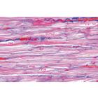 Respiratory and Circulatory System - German Slides, 1004102 [W13313], 현미경 슬라이드 LIEDER