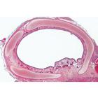 Respiratory and Circulatory System - German Slides, 1004102 [W13313], German (Small)