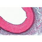 Syst&egrave;me respiratoire et circulatoire - Allemand, 1004102 [W13313], Lames microscopiques Allemand (Small)