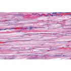 Syst&egrave;me respiratoire et circulatoire - Portugais, 1004104 [W13313P], Lames microscopiques Portugais (Small)