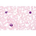 Syst&egrave;me respiratoire et circulatoire - Espagnol, 1004105 [W13313S], Lames microscopiques Espagnol (Small)