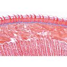 Digestive System - German Slides, 1004106 [W13314], 현미경 슬라이드 LIEDER