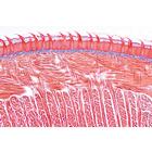 Digestive System - French, 1004107 [W13314F], 현미경 슬라이드 LIEDER