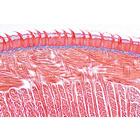 Digestive System - Protuguese, 1004108 [W13314P], 현미경 슬라이드 LIEDER