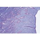 Genital System - German Slides, 1004114 [W13316], Microscope Slides LIEDER