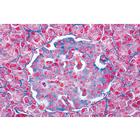 Syst&egrave;me endocrine - Fran&ccedil;ais, 1004119 [W13317F], Lames microscopiques Fran&ccedil;ais (Small)