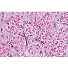 Sistema Endocrino - portugu&eacute;s, 1004120 [W13317P], Portugu&eacute;s (Small)