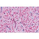 Sistema Endocrino - espa&ntilde;ol, 1004121 [W13317S], Espa&ntilde;ol (Small)