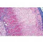 Sistema Endocrino - espa&ntilde;ol, 1004121 [W13317S], Espa&ntilde;ol (Small)