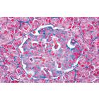 Sistema Endocrino. İspanyolca (6'lı), 1004121 [W13317S], Ispanyolca (Small)