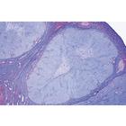 Sistema Endocrino. İspanyolca (6'lı), 1004121 [W13317S], Ispanyolca (Small)
