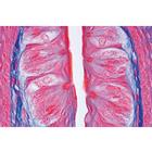 Sensory Organs - French, 1004123 [W13318F], French (Small)