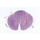 Nervous System - German Slides, 1004126 [W13319], German (Small)