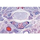 Syst&egrave;me nerveux - Allemand, 1004126 [W13319], Lames microscopiques Allemand (Small)