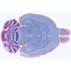 Syst&egrave;me nerveux - Portugais, 1004128 [W13319P], Lames microscopiques Portugais (Small)
