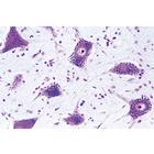 Syst&egrave;me nerveux - Portugais, 1004128 [W13319P], Lames microscopiques Portugais (Small)