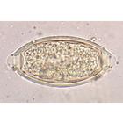 General Parasitology - German Slides, 1004142 [W13323], German (Small)