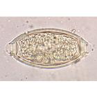 General Parasitology - French, 1004143 [W13323F], French (Small)