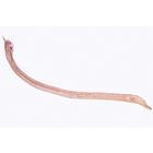 General Parasitology - Spanish, 1004145 [W13323S], Spanish (Small)