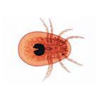 Общая паразитология. На испанском языке, 1004145 [W13323S], Испанский (Small)