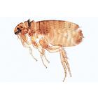 Общая паразитология. На испанском языке, 1004145 [W13323S], Испанский (Small)