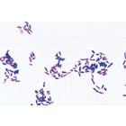 Patogén baktériumok - Francia nyelvű, 1004147 [W13324F], LIEDER mikrometszetek