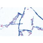 Pathogenic Bacteria - French, 1004147 [W13324F], French (Small)