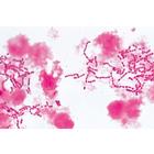 Pathogenic Bacteria - French, 1004147 [W13324F], French (Small)