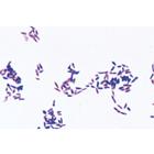 Патогенные бактерии. На португальском языке, 1004148 [W13324P], Микроскопы Слайды LIEDER