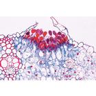 Cryptogames, s&eacute;rie suppl&eacute;mentaire I - Espagnol, 1004157 [W13326S], Lames microscopiques Espagnol (Small)