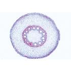 Phan&eacute;rogames, s&eacute;rie &eacute;l&eacute;mentaire - Portugais, 1004164 [W13328P], Lames microscopiques Portugais (Small)