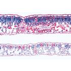 Phan&eacute;rogames, s&eacute;rie suppl&eacute;mentaire - Portugais, 1004168 [W13329P], Lames microscopiques Portugais (Small)