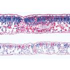 Phan&eacute;rogames, s&eacute;rie suppl&eacute;mentaire - Espagnol, 1004169 [W13329S], Lames microscopiques Espagnol (Small)