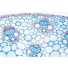Arrangement and Types of Vascular Bundles - Portuguese Slides, 1004172 [W13330P], Portuguese (Small)