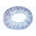 Arrangement and Types of Vascular Bundles - Portuguese Slides, 1004172 [W13330P], Portuguese (Small)