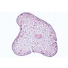 Arrangement and Types of Vascular Bundles - Spanish, 1004173 [W13330S], Spanish (Small)