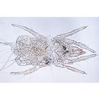 Жизнь в почве. На испанском языке, 1004185 [W13333S], Испанский (Small)