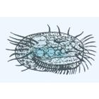 The Microscopic Life in the Water, Part I - Portuguese Slides, 1004192 [W13335P], Portuguese (Small)