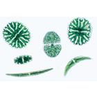 The Microscopic Life in the Water, Part I - Portuguese Slides, 1004192 [W13335P], Portuguese (Small)