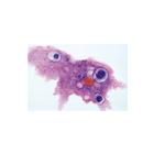 School Set A (General Biology) - French, 1004195 [W13336F], French (Small)
